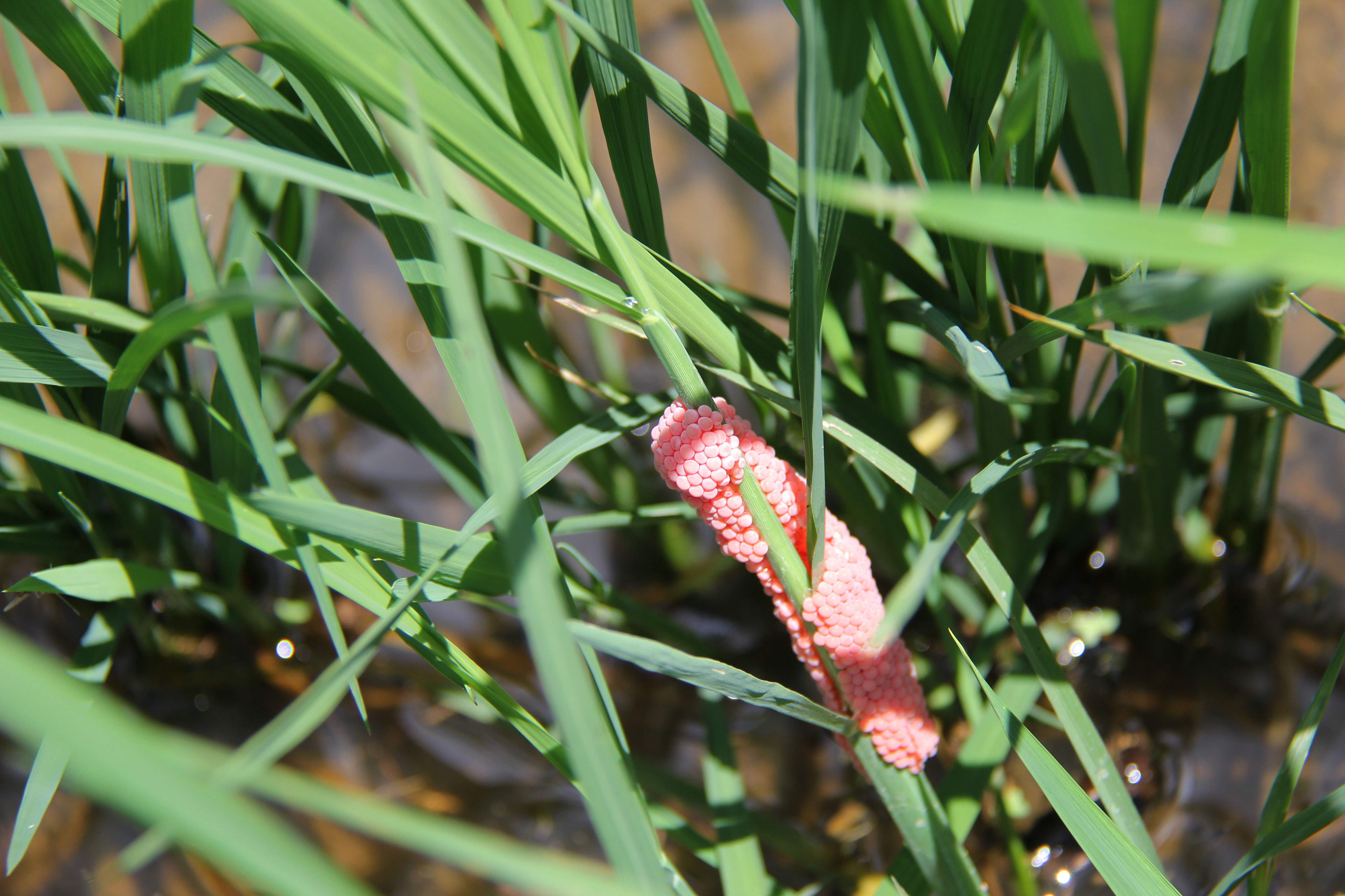 pink apple snail eggs.jpg thumbnail